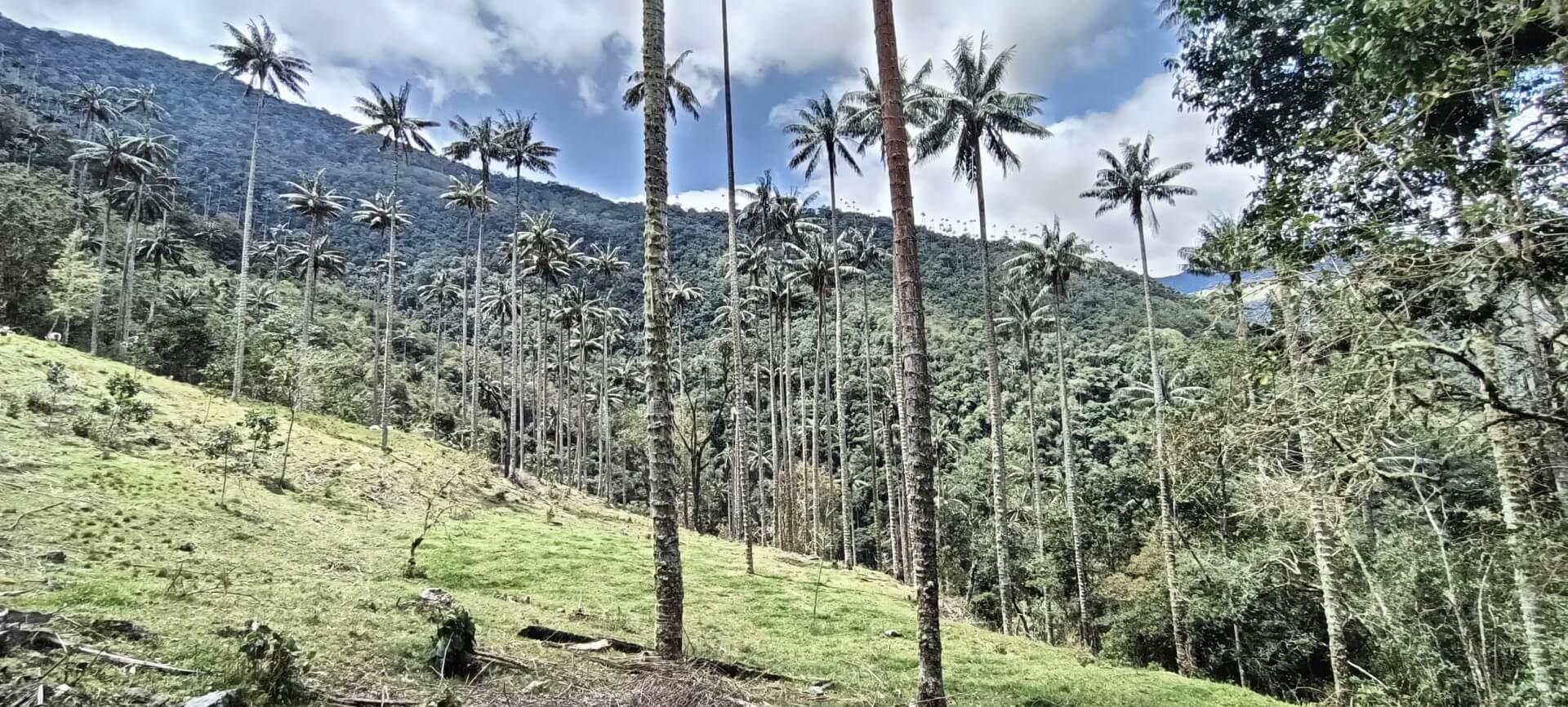 Wax Palms: Towering Green Giants of Colombia